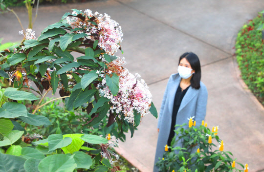 관람객이 국립세종수목원 내 사계절전시온실에서 꽃을 피운 연화수를 바라보고 있다.  국립세종수목원 제공